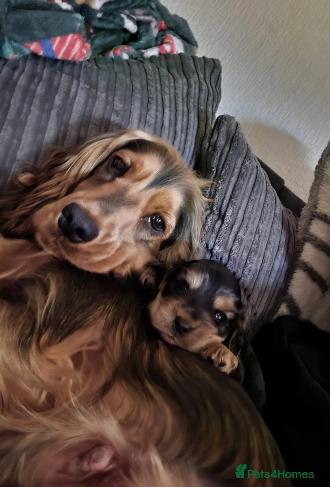 Cocker Spaniel dogs for sale: Little Winnie woo the cocker spaniel in Brentwood - Advert 2
