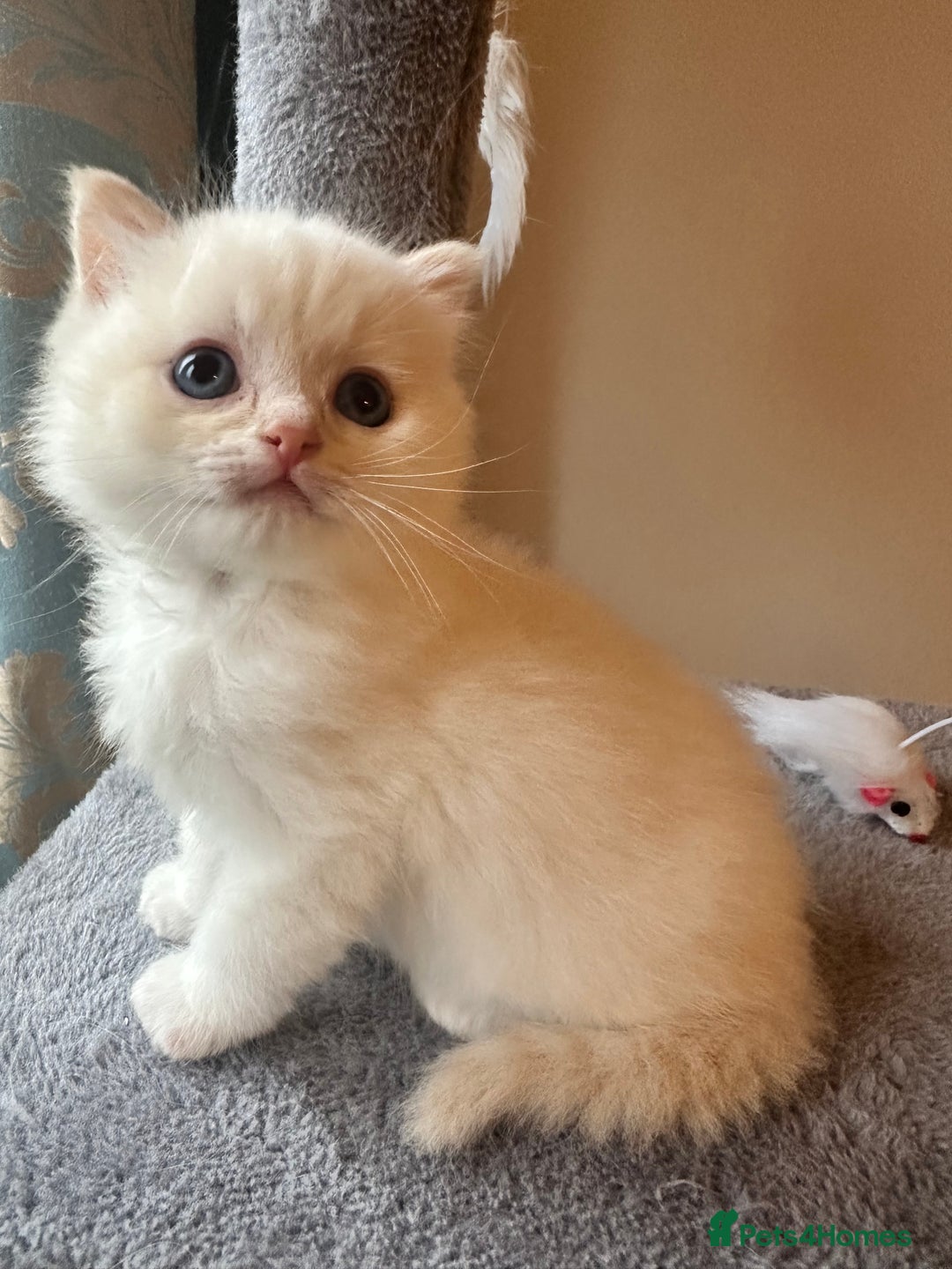 Neva Masquerade cats for sale: Gorgeous Neva Masquerade/British Blue Kittens  - Advert 2