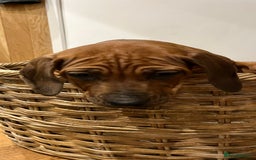 Rhodesian Ridgeback dogs for sale: Fabulous Rhodesian Ridgeback girls - Image 2