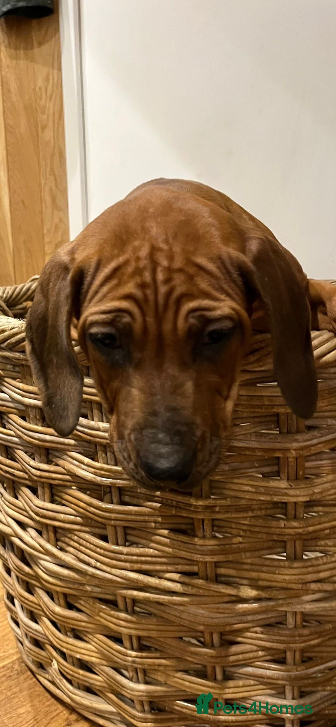 Rhodesian Ridgeback dogs for sale: Fabulous Rhodesian Ridgeback girls - Image 2