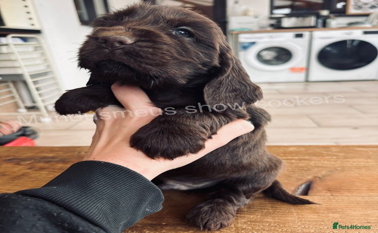 Cocker Spaniel dogs - Advert 10
