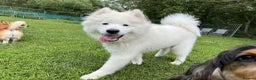 Samoyed dogs for sale: 10 Month Old Samoyed Ready for His Forever Home! - Advert 17