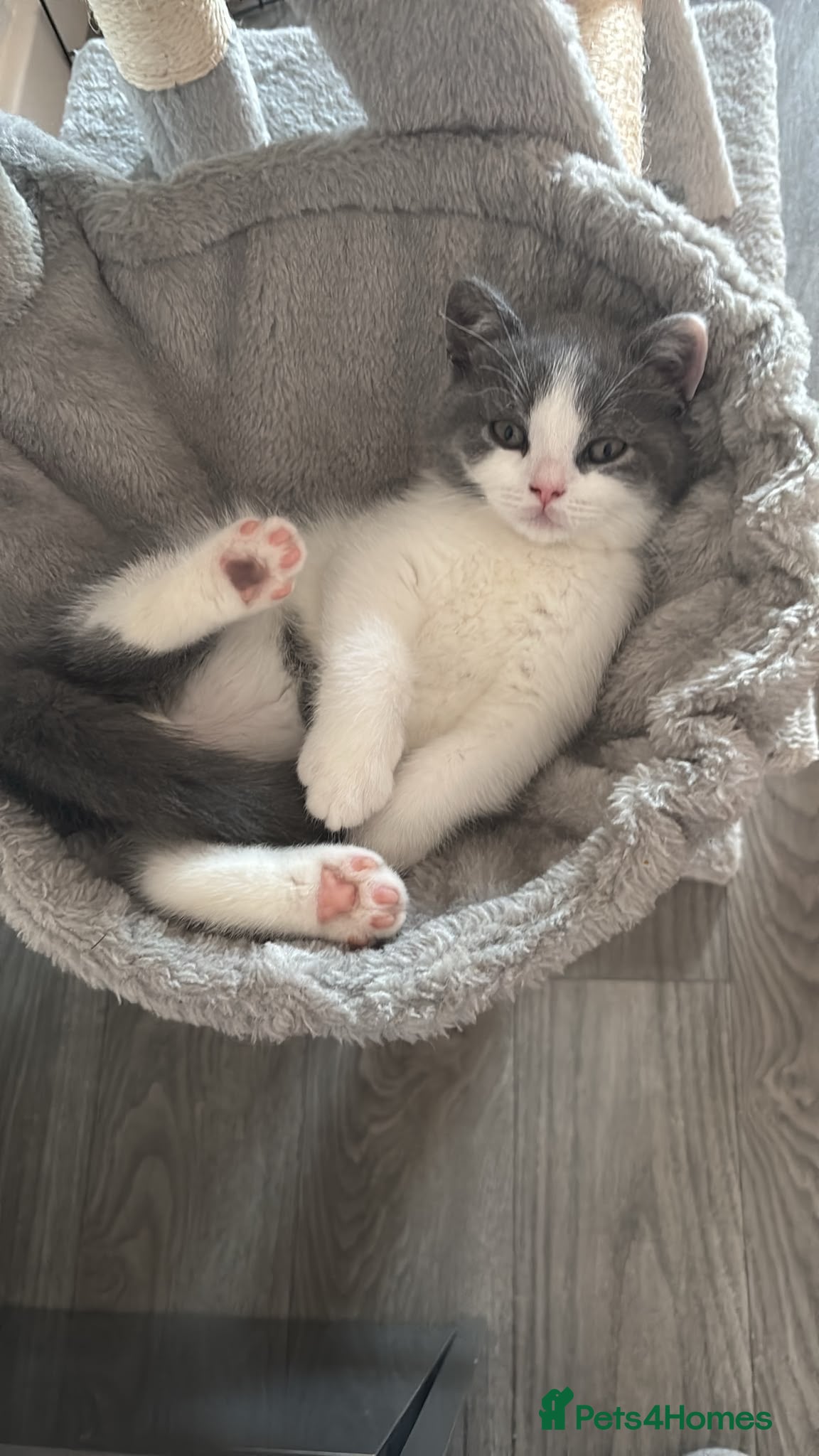 British Shorthair cats 🧸Chunky British Shorthair Kittens🧸 - Advert 2