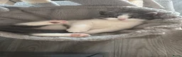 British Shorthair cats for sale: 🧸Chunky British Shorthair Kittens🧸 - Advert 6