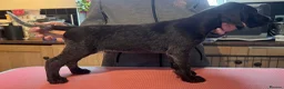 German Wirehaired Pointer dogs for sale: Ready to go to their new homes - Advert 4
