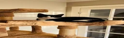 Mixed Breed cats for sale: Kittens for sale ,mixed breed, wonderful behaviour - Advert 39