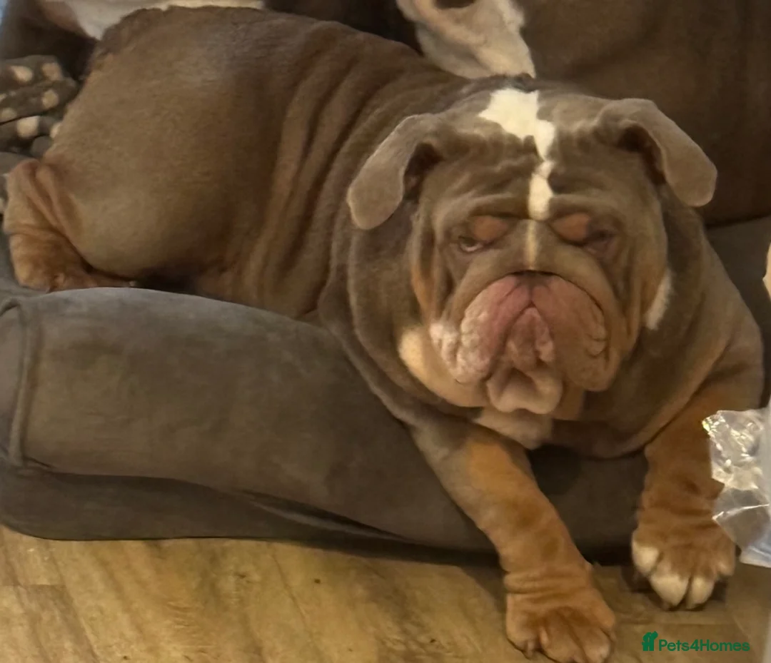 English Bulldog dogs for stud: FOR STUD 🔥Lilac tan tri english bulldog  in Wakefield - Advert 3