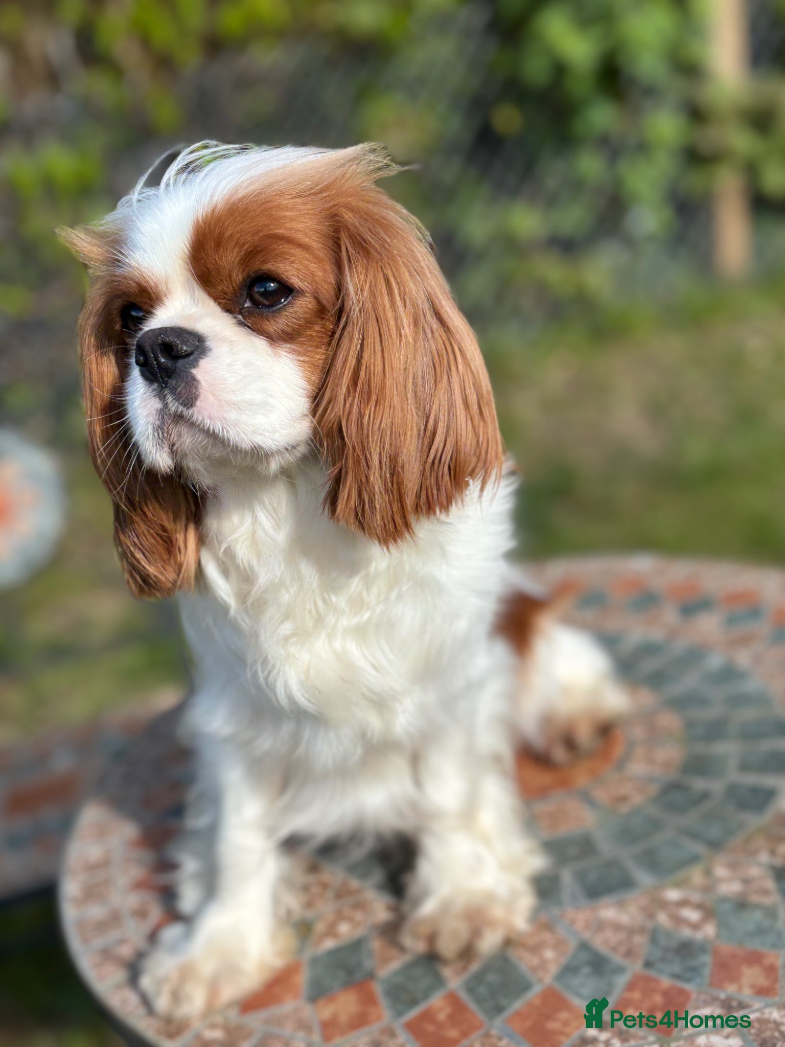 Cavalier King Charles Spaniel dogs Classic Cavalier King Charles Spaniel puppies - Advert 1