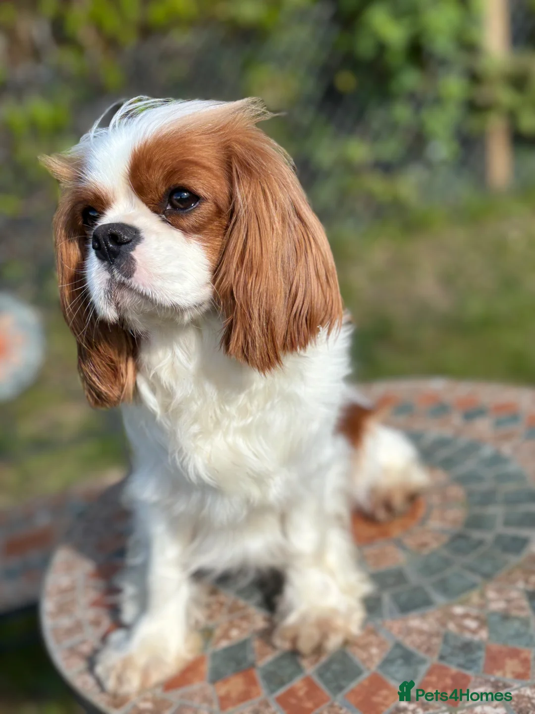 Cavalier King Charles Spaniel dogs for sale: Classic Cavalier King Charles Spaniel puppies - Advert 1