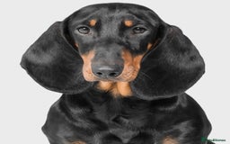 Dachshund dogs for stud: Kc registered standard smooth stud  in Newton Abbot - Image 2