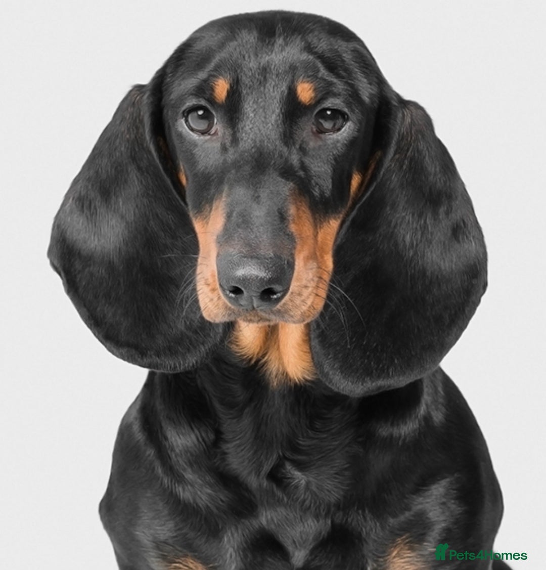 Dachshund dogs for stud: Kc registered standard smooth stud  in Newton Abbot - Image 2