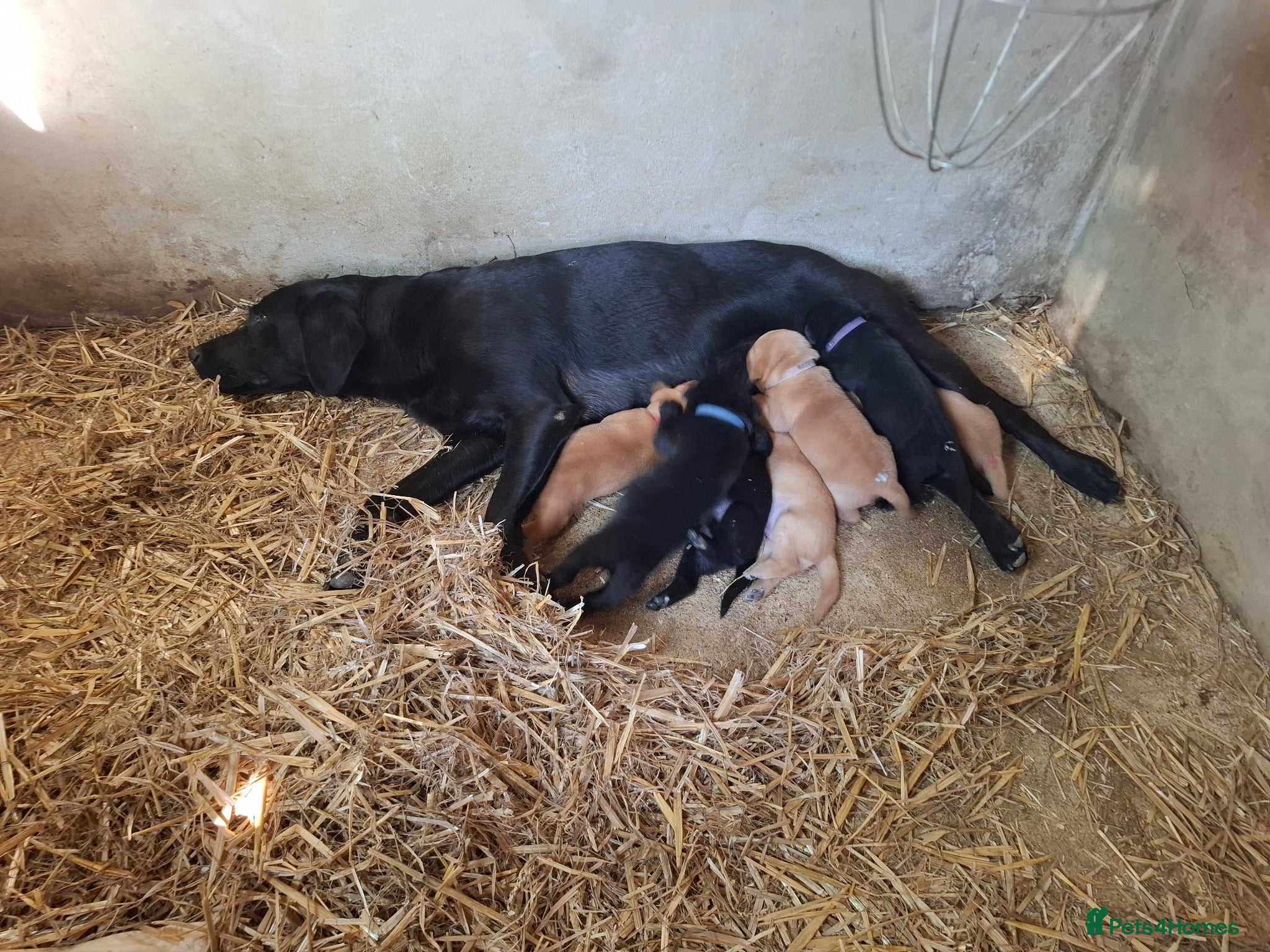 Labrador Retriever dogs KC registered Labrador puppies - Advert 1