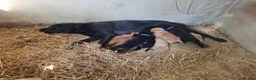 Labrador Retriever dogs for sale: KC registered Labrador puppies - Advert 1
