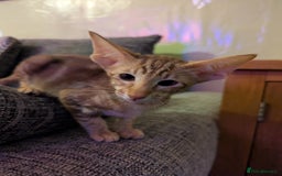 Oriental cats for sale: Stunning oriental girls seeking new slaves - Image 2