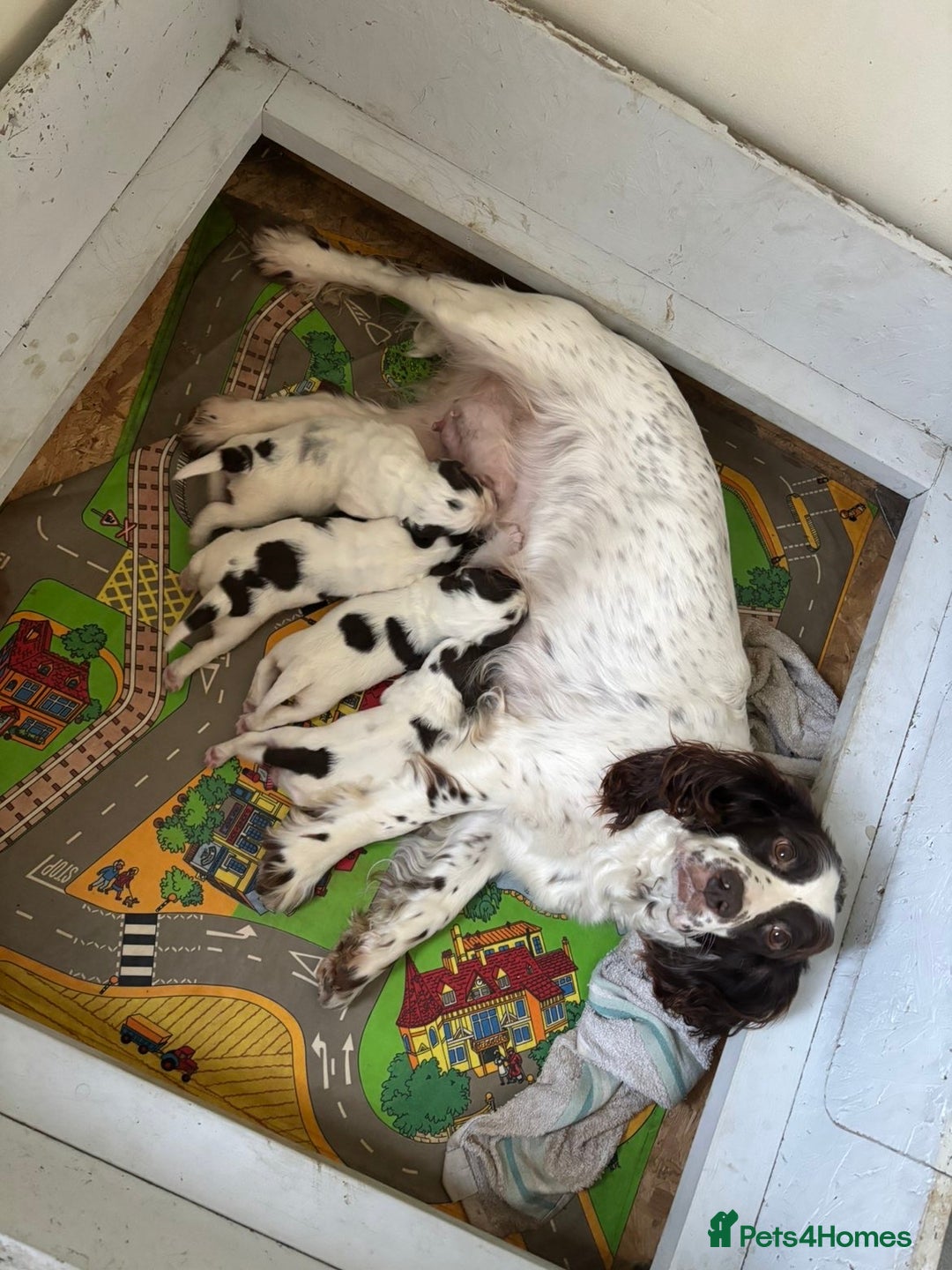 English Springer Spaniel dogs for sale: Springer pups  - Advert 7