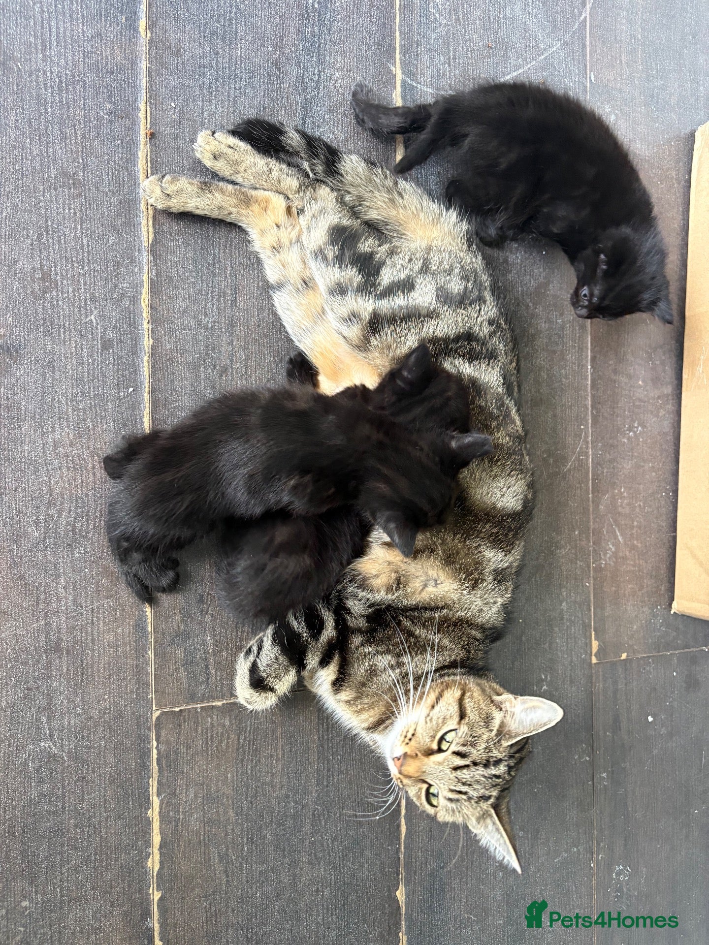 Mixed Breed cats Black tabby kittens ready to leave soon  - Advert 7