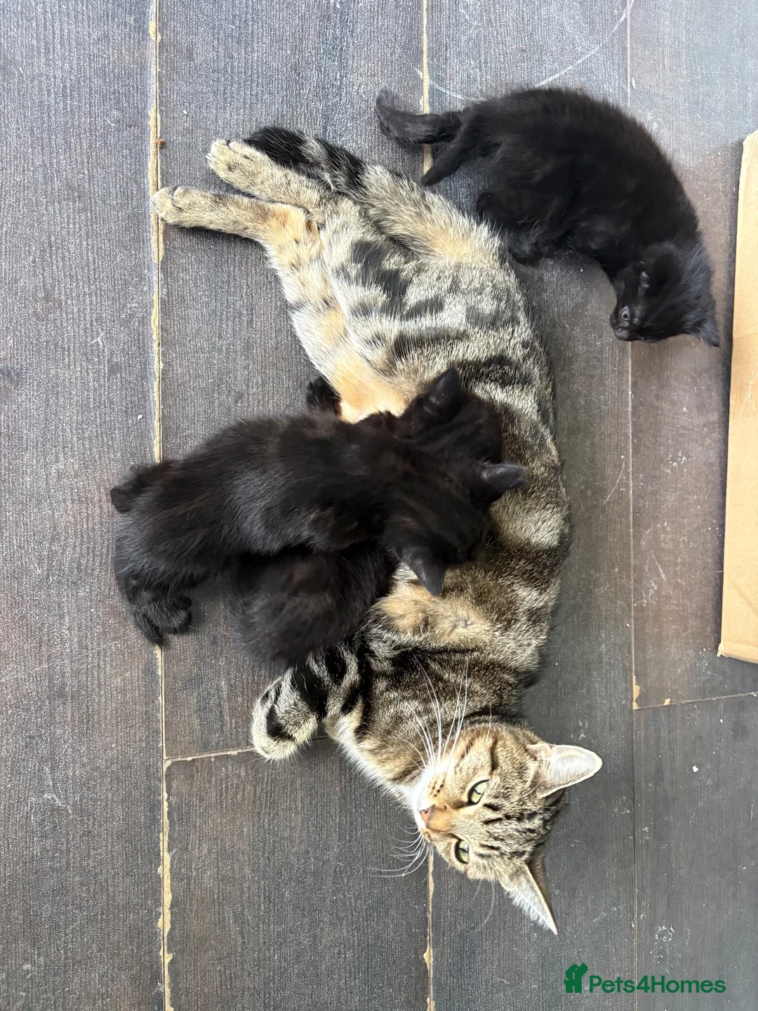 Mixed Breed cats for sale: Black tabby kittens ready to leave soon  - Advert 1
