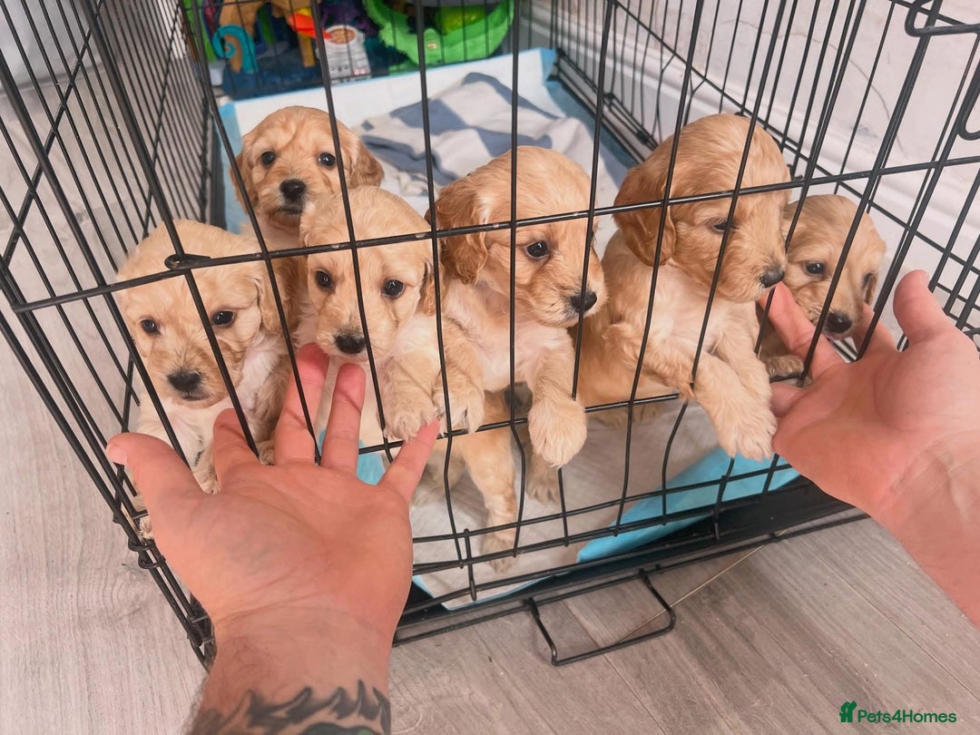 Cockapoo dogs for sale: Cockapoo puppies - Image 19