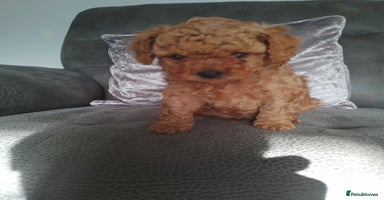 Toy Poodle dogs - Advert 11