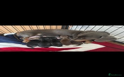 Miniature Dachshund dogs for sale: Minature dachshund  - Image 9