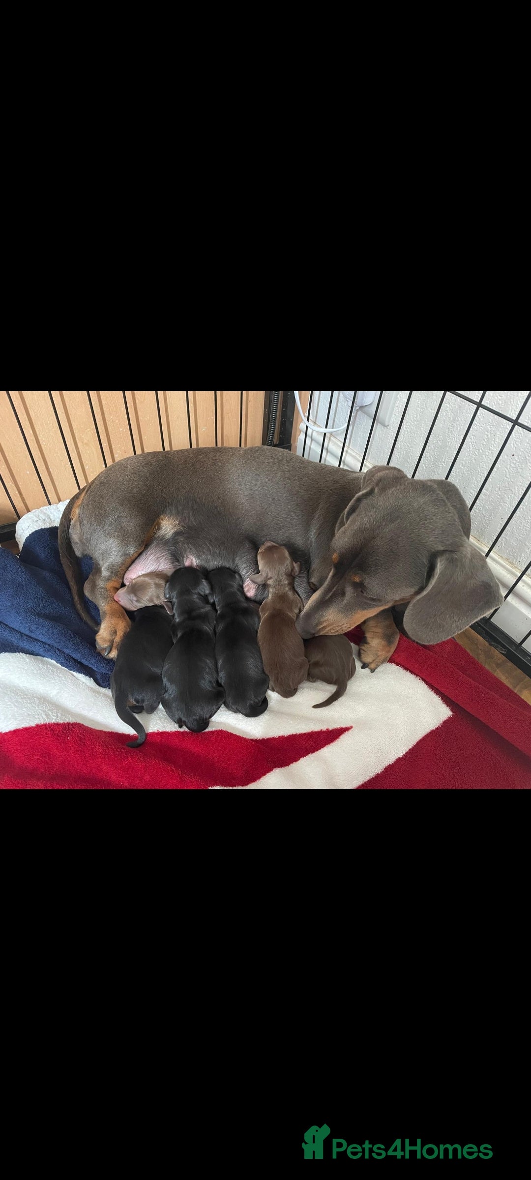 Miniature Dachshund dogs for sale: Minature dachshund  - Image 9