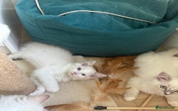 Ragdoll cats for sale: X5 Ragdoll kittens - Image 6