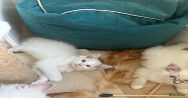 Ragdoll cats - Advert 13