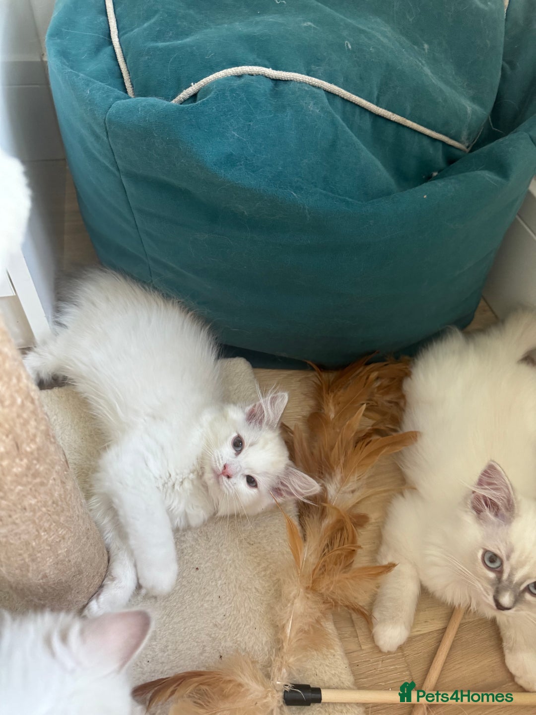 Ragdoll cats for sale: X5 Ragdoll kittens - Image 6