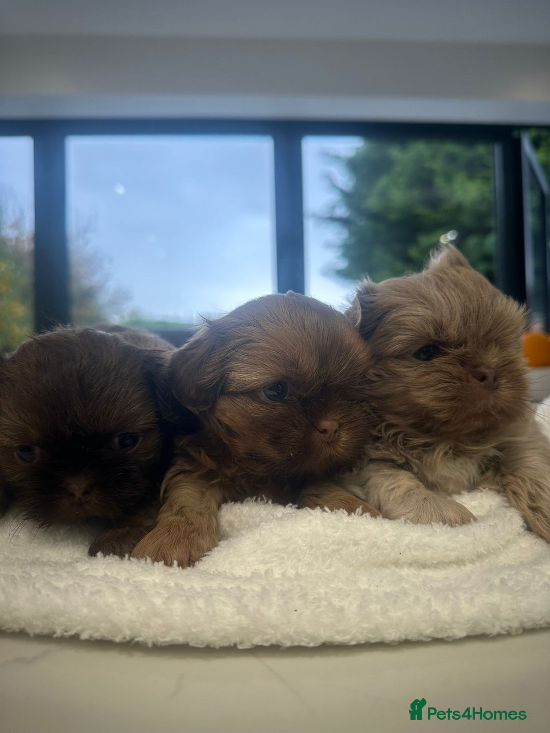 Shih Tzu dogs for sale: 🐶Imperial ShihTzu Puppies–Exceptional Bloodline🐶 - Image 3