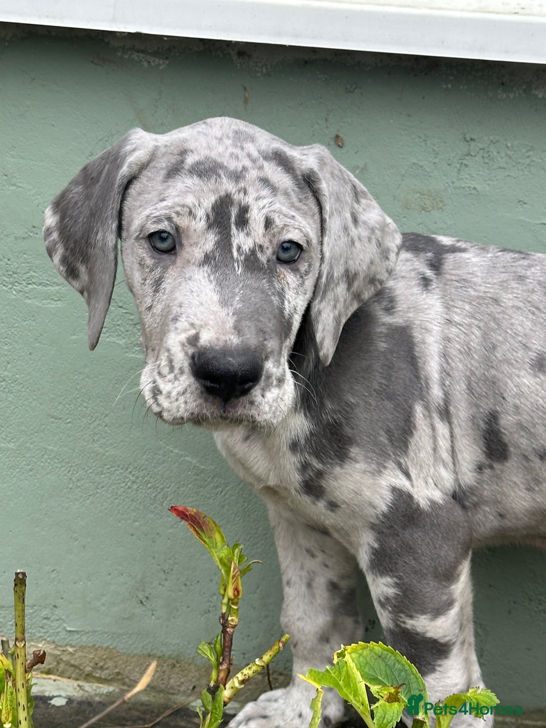 Great Dane dogs for sale: Reduced***** KC registered blue Great Dane puppies - Advert 3