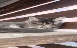 Maine Coon cats for sale: Maine coon purebred pedigre xl in Barnsley - Image 16