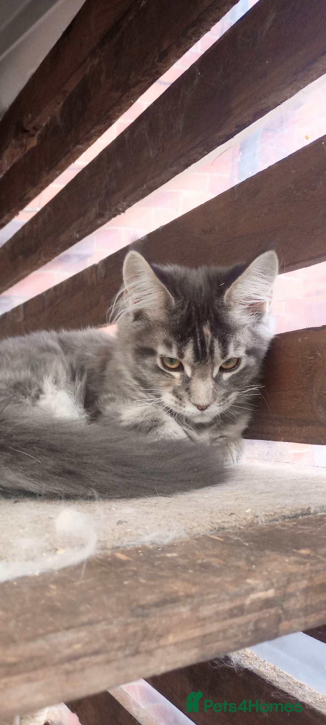 Maine Coon cats for sale: Maine coon purebred pedigre xl in Barnsley - Image 16