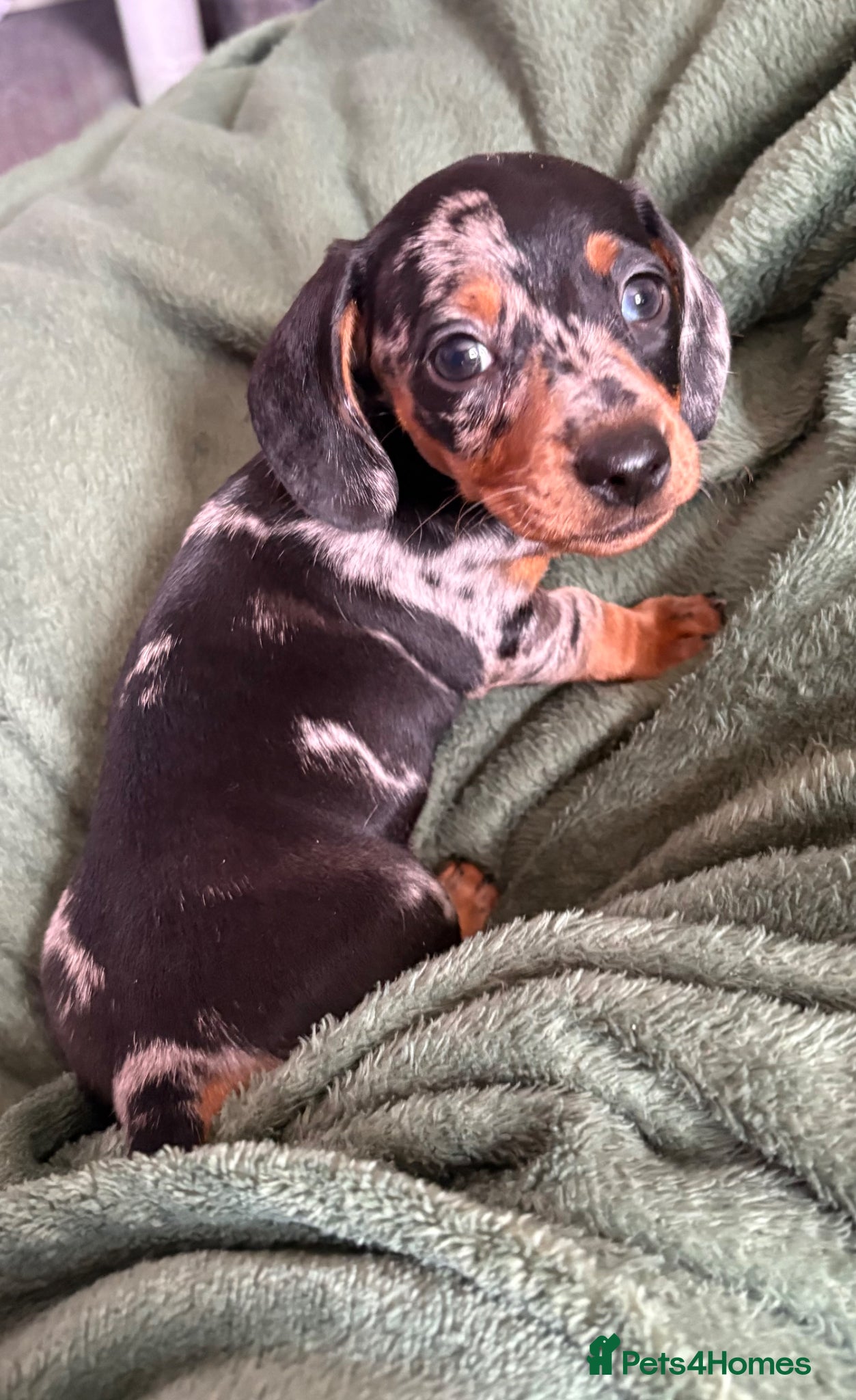 Dachshund dogs for sale: Beautiful miniature daschund puppies - Advert 1