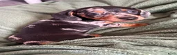 Dachshund dogs for sale: Beautiful miniature daschund puppies - Advert 7