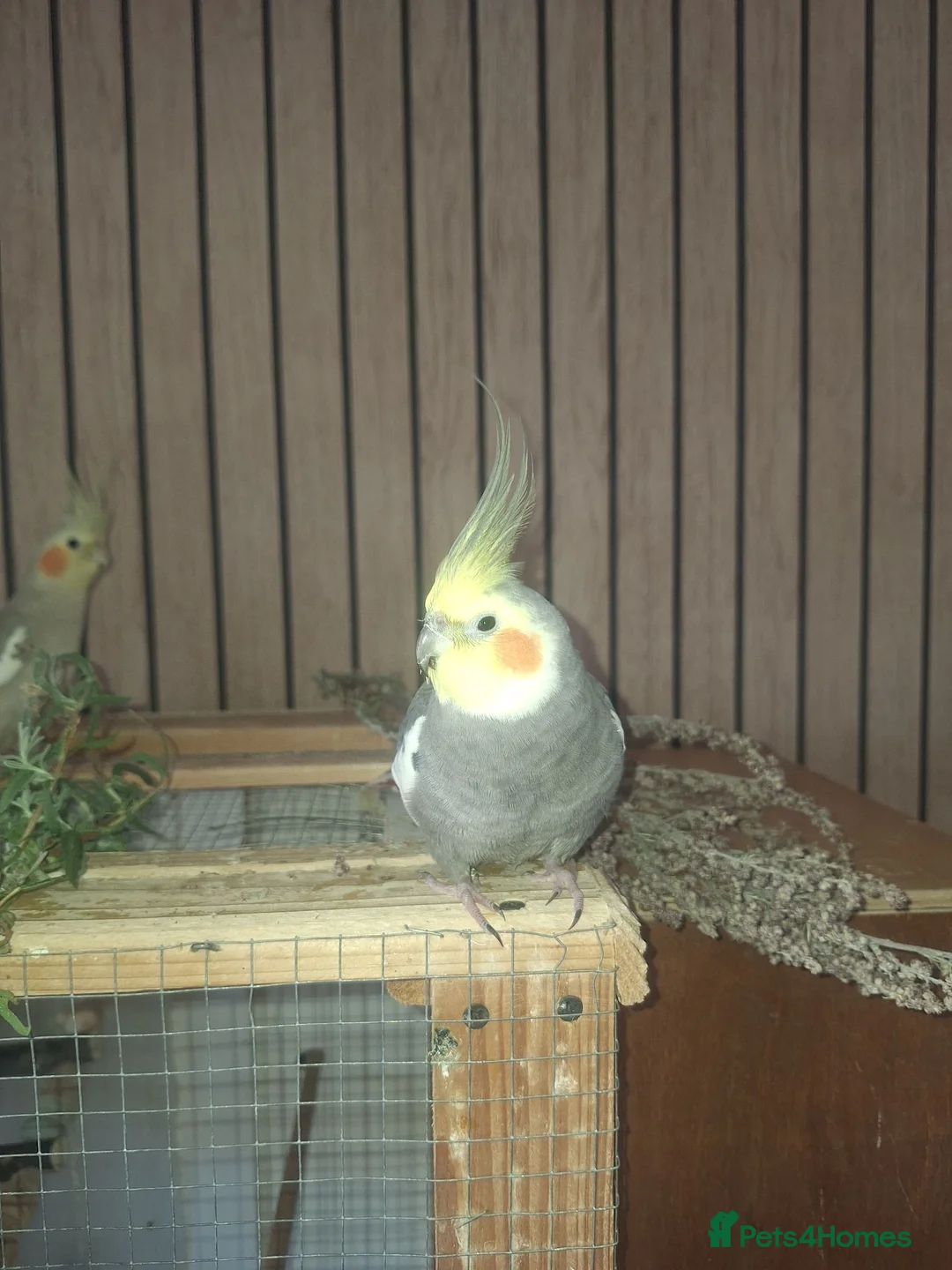 Cockatiels birds for sale: Pair of cockatiels in Daventry - Advert 5