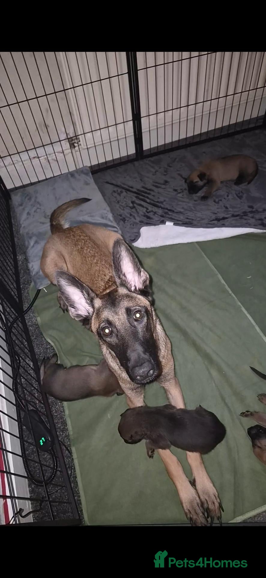 Belgian Shepherd Dog dogs Born on 21/08/2026 ive put the date of birth - Advert 2