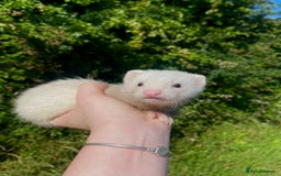 Ferret rodents for sale: Ferret for sale  in Criccieth - Image 2