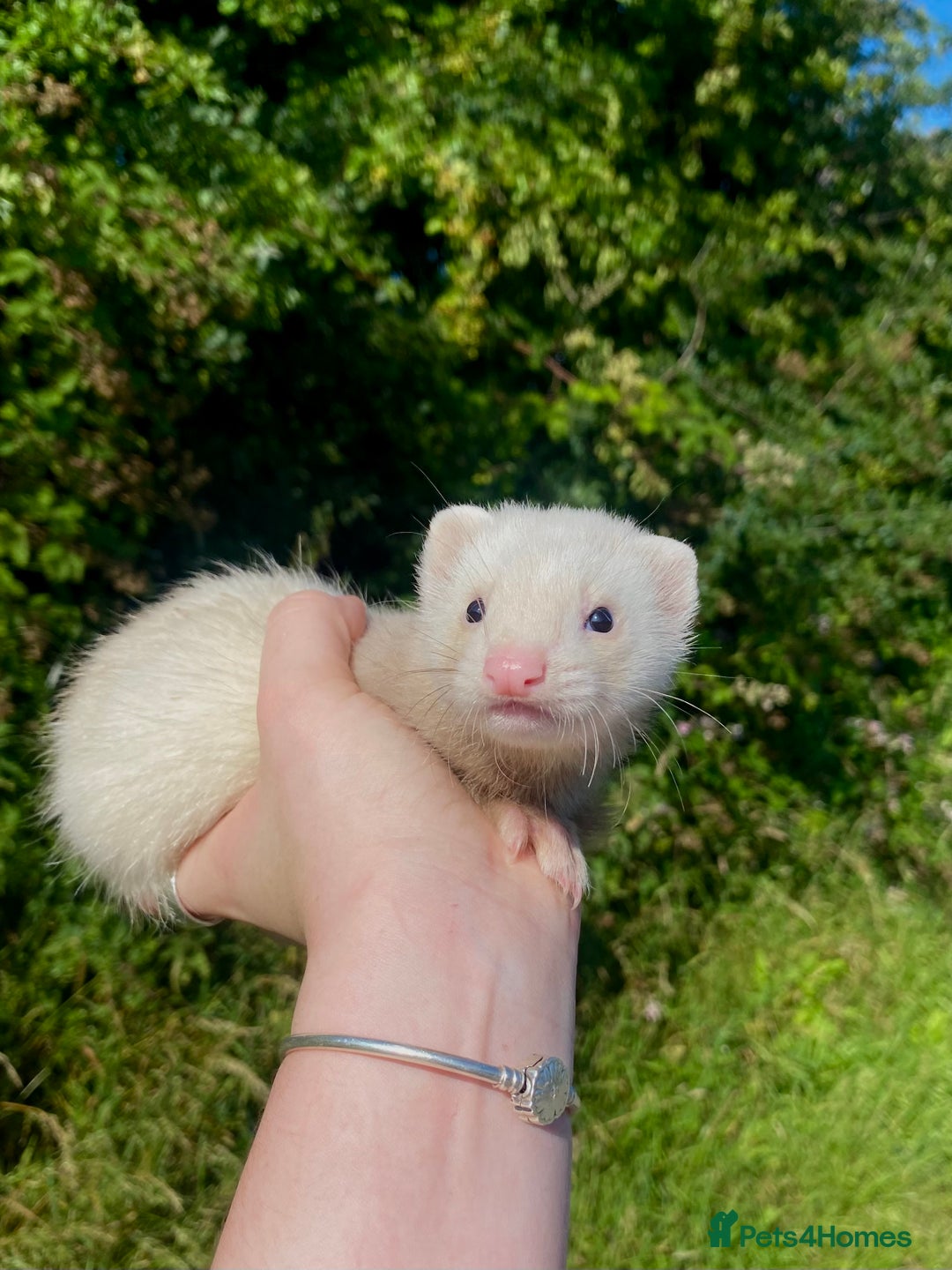 Ferret rodents for sale: Ferret for sale  in Criccieth - Image 2