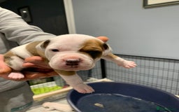 Staffordshire Bull Terrier dogs for sale: Staffordshire Bull terrier Puppies  - Image 13