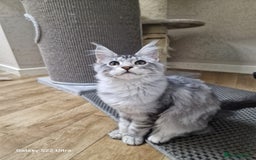 Maine Coon cats for sale: Pure maine coon - Image 6