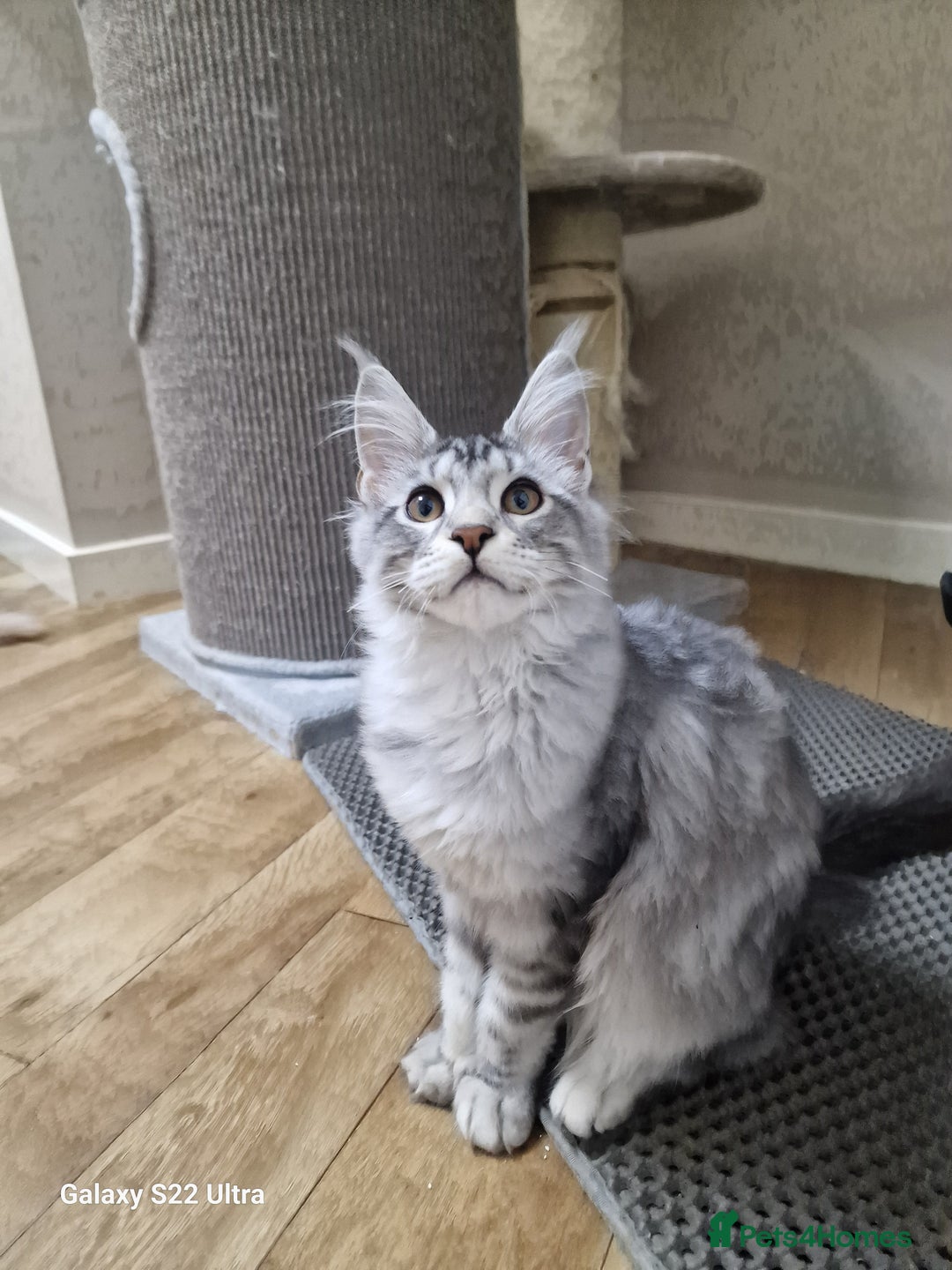 Maine Coon cats for sale: Pure maine coon - Image 6