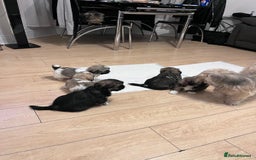 Shih Tzu dogs for sale: 8 WEEKS OLD Shih Tzu puppies - Image 1