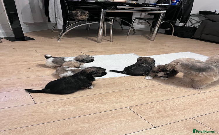Shih Tzu dogs - Advert 7