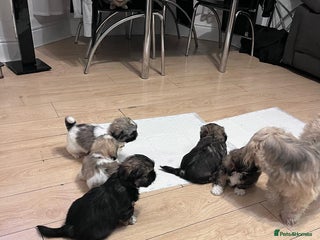 Shih Tzu dogs - Advert 13