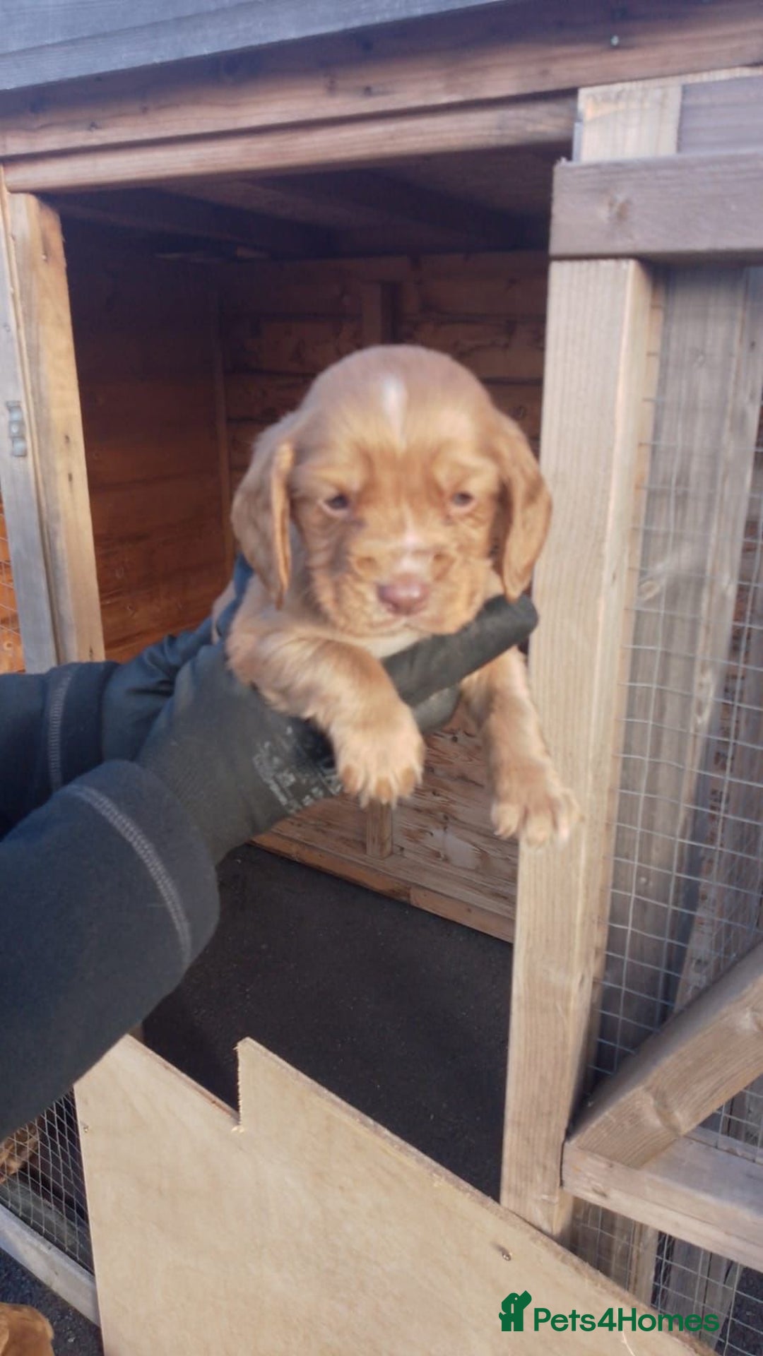 Cocker Spaniel dogs for sale: Last red boy - Ready to leave this week   - Advert 19