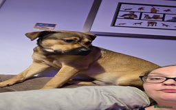 Mixed Breed dogs for sale: 9 month old rottweiler cross looking for new home  - Image 4