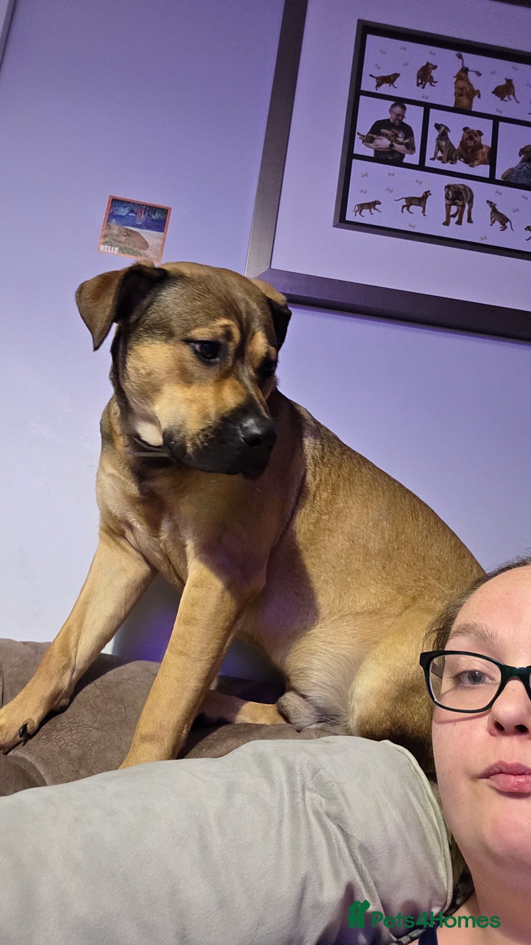 Mixed Breed dogs for sale: 9 month old rottweiler cross looking for new home  - Image 4