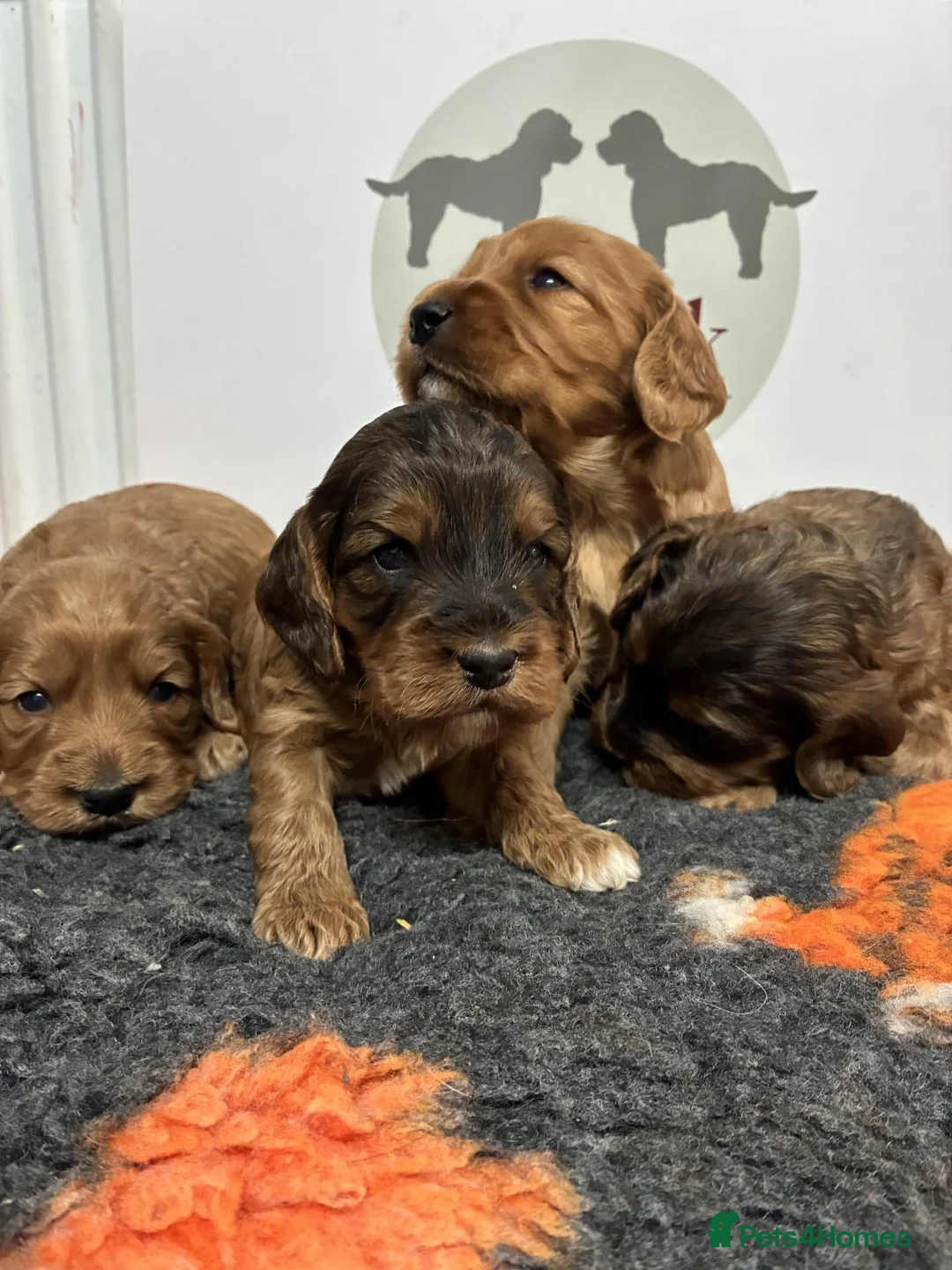Cockapoo dogs for sale: 🌟 Stunning F1 cockapoo puppies 🌟 - Advert 2