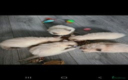 Ragdoll cats for sale: Beautiful Ragdoll kittens - Advert 9