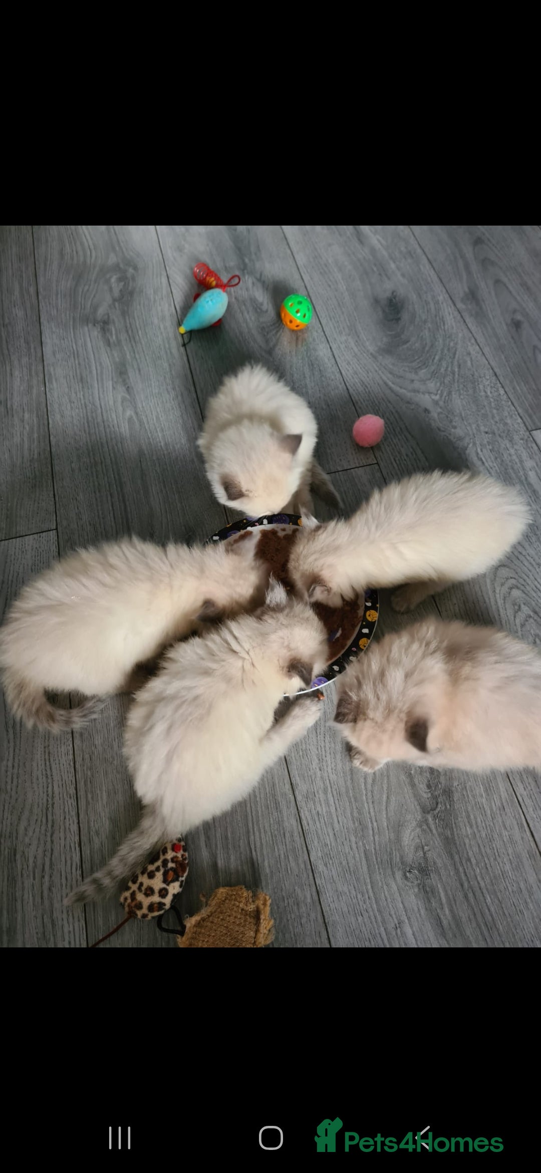 Ragdoll cats for sale: Beautiful Ragdoll kittens - Advert 9